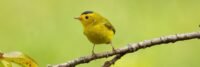 bird, warbler, nature-8469368.jpg